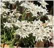 Edelweiss Flowers